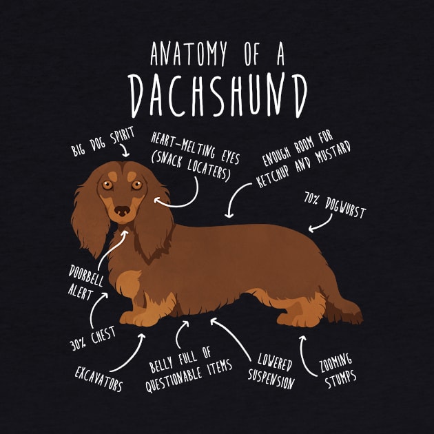 Chocolate and Tan Longhaired Dachshund Dog Anatomy by Psitta